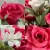 Grave Pot Artificial 16 Head Open Roses & Weather-Resistant Plastic Gyp/Greenery