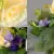 Grave Pot Artificial Silk Flowers Large Yellow Roses and Purple/Pink Mini-Roses