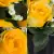 Grave Pot Artificial Silk Flowers Full 16-Head Roses Crem Arrangement Memorial
