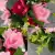 Matching Pair of Grave Pots with Artificial Grave Flowers (Various Designs)